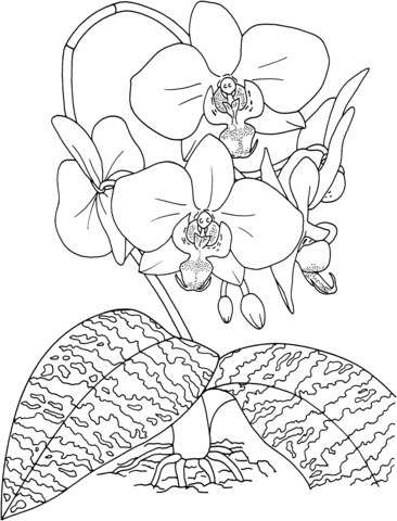 Phalaenopsis Schilleriana Or Tropical Rosy Moth Orchid Coloring Page